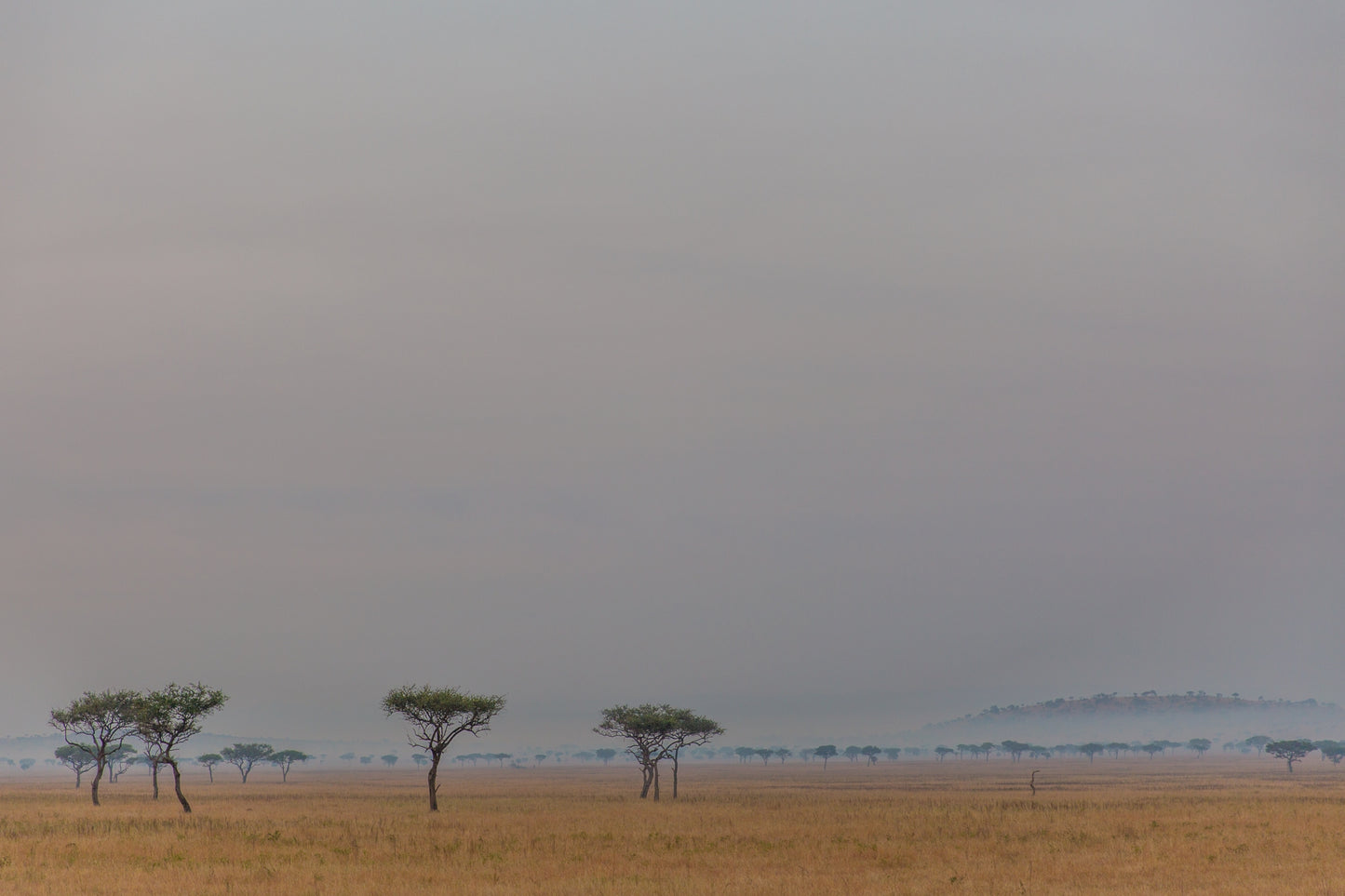 Distant Sky