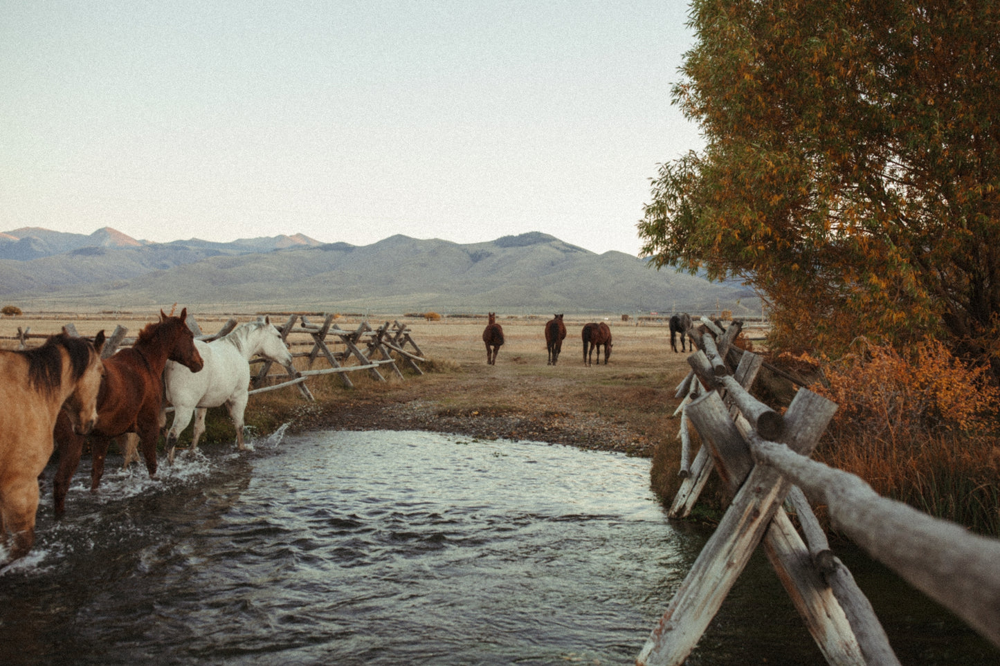 Out to Pasture