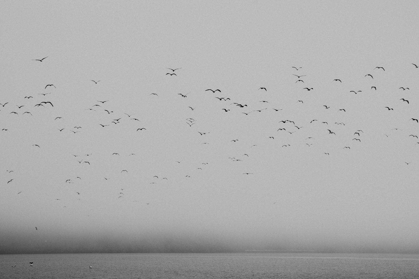 Fog Horn
