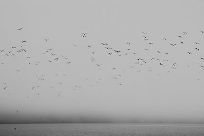 Fog Horn