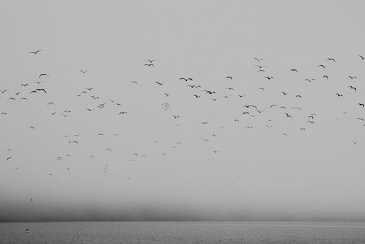 Fog Horn