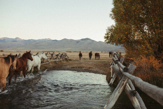 Out to Pasture