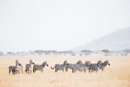 Your Zebra Friends