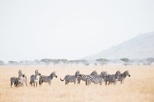 Your Zebra Friends
